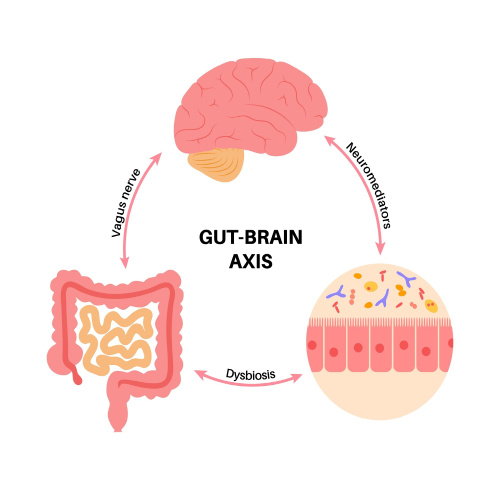 Understanding The Gut Brain Connection Andromenopause 1080