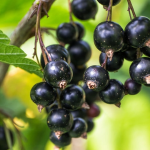 Blackcurrant Extract supplements could alleviate postmenopausal bone loss.