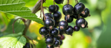 Blackcurrant Extract supplements could alleviate postmenopausal bone loss.