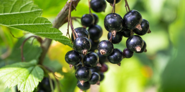 Blackcurrant Extract supplements could alleviate postmenopausal bone loss.